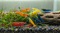 9 Red – 9 Blue - 9 Orange -9 Yellow Color Neocaridina Rainbow Live Freshwater Aquarium Shrimps for Aquarium. Young Adults Beeding Age. Live Arrival Guarantee (Pack of 36)