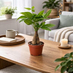 Money Tree Guiana Chestnut Pachira Braid Live Plant for Indoor | Different Houseplants in 3'' Pot | Real House Plant for Living Room, Office, Desk & Bathroom |
