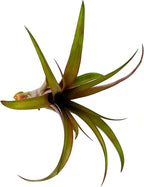 ragnaroc Air Plants - Tillandsia Red Capitata, Large 5-7” - 3 ct - Live Arrival Guaranteed - House Plants for Home Decor & Gift