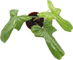 Philodendron Bipennifolium - 4" from California Tropicals