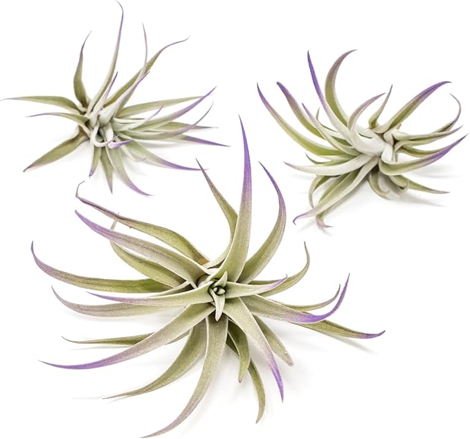 Purple Colorful Tillandsia Air Plants - Long Lasting Color Enhanced Live Tillandsia Succulent House Plants - Home and Garden Decor - Easy Care Indoor and Outdoor (Harrisii, Single)