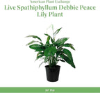 American Plant Exchange Peace Lily Spathiphyllum – 10-Inch Pot – Live Indoor Flowering Houseplant, Easy Care Low Light Plant for Home, Office, or Sympathy Gift Decor