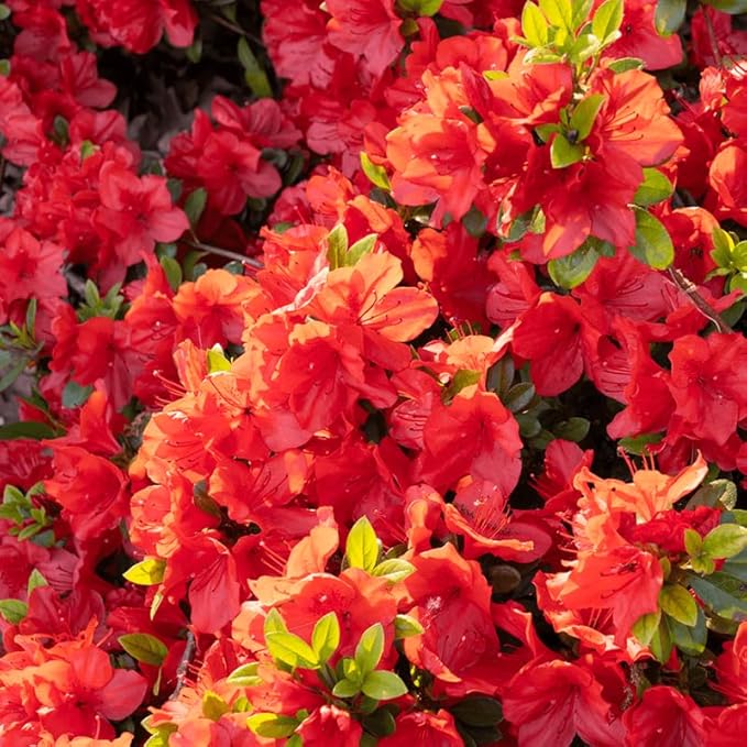 Red Azalea Plant Live, 7 Months Old Rhododendron Like, Azalea Rhododendron Tree Flowers Plants Live Bush in Pot
