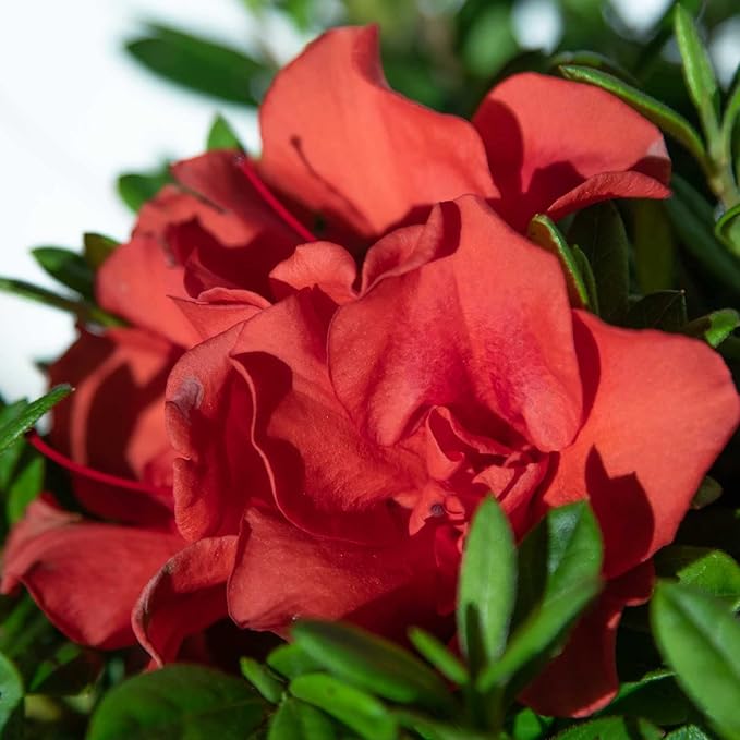 Encore Azalea Autumn Embers (3 Gallon) Red - Orange Flowering Shrub - Full Sun Live Outdoor Plant