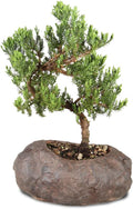 Brussel's Bonsai Live Green Mound Juniper Bonsai Tree - Medium, 5 Year, 6 to 10 Inches - Outdoor Bonsai Tree Live with Rock Bonsai Pot