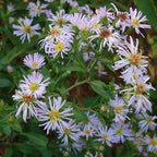 Chalily Water Aster, a Great Live Pond Plant for Your Water Garden. Filters The koi and Goldfish Pond. Good for Bogs, Plant Shelf or Shallow Water This marginal Aquatic is a Real Beauty