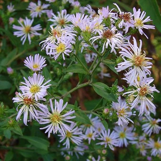 Chalily Water Aster, a Great Live Pond Plant for Your Water Garden. Filters The koi and Goldfish Pond. Good for Bogs, Plant Shelf or Shallow Water This marginal Aquatic is a Real Beauty