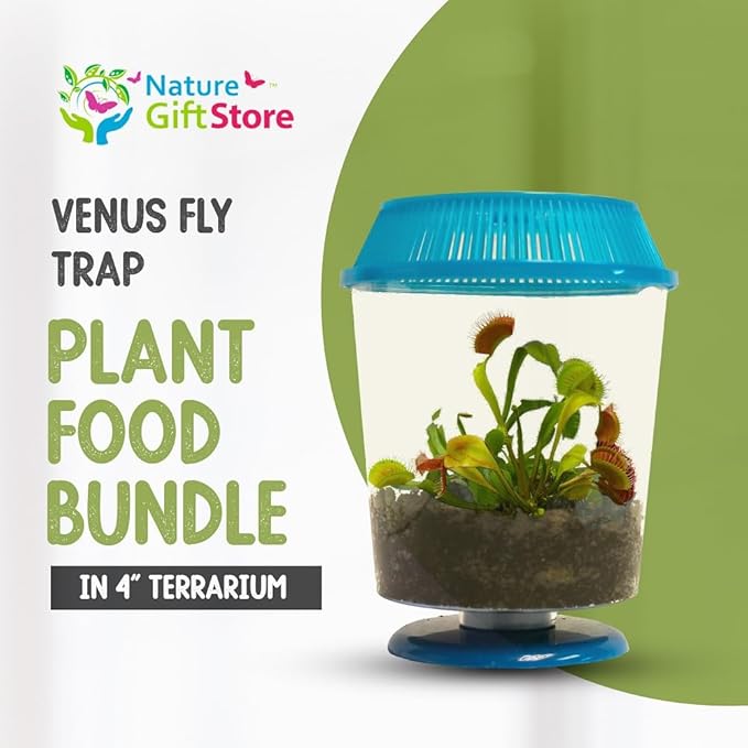 Venus Fly Trap Live Plant with 4.5" Blue Terrarium + Carnivorous Plants Food Bundle with Feeding Tweezers - Carnivorous Plant Soil and Live Venus Flytrap