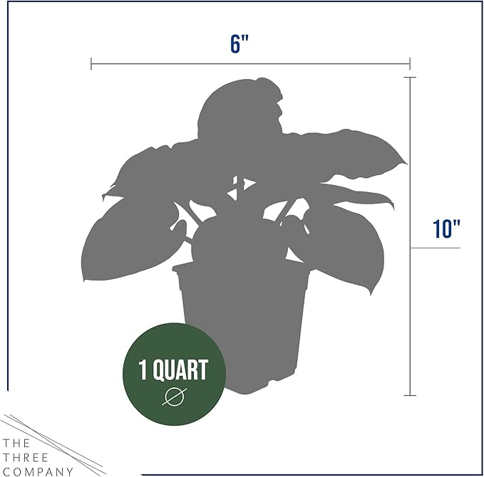 Live Perennial Hosta - Francis Williams (3 Plants Per Pack) Beautiful Accent Plant, 10" Tall by 4" Wide in 1 Qt Pot