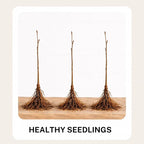 3-Pack Japanese Red Maple Seedlings (12-18" Tall) – Dormant Bare Root Trees – Vibrant Ornamental Landscape Starter Trees