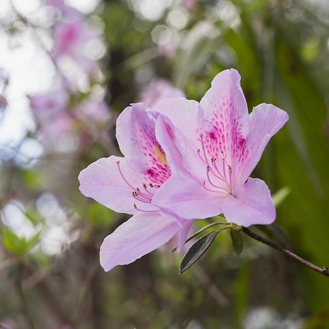 George Tabor Azalea 3 Gallon