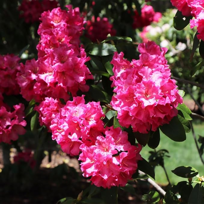 Brighter Blooms - Red Rhododendron Shrub, 1 Gallon - No Shipping to AK, AZ, HI