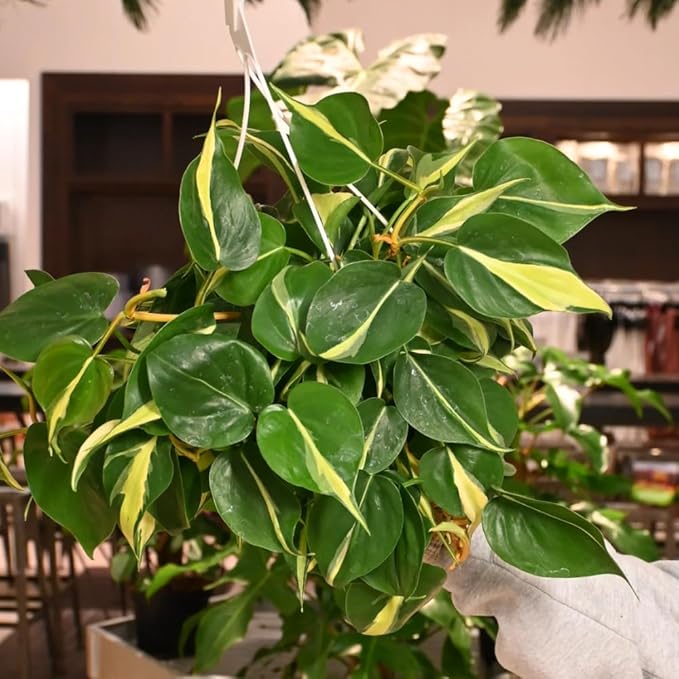 Philodendron Plant Live, Rare Tropical Variegated Live Indoor Houseplant for Home Office, 5-8" Tall, No Pot (Silver Philodendron)