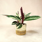 Live Plant Stromanthe Triostar, Pet-Friendly, Tricolor Prayer Plant, 12-16" Tall, Indoor Plant, Easy to Care, Rare Plant, 4.7 inch Decorative Pot (Brown Jute)