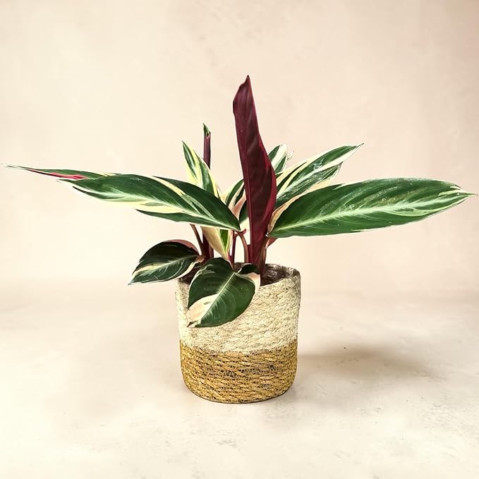 Live Plant Stromanthe Triostar, Pet-Friendly, Tricolor Prayer Plant, 12-16" Tall, Indoor Plant, Easy to Care, Rare Plant, 4.7 inch Decorative Pot (Brown Jute)