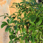 Brussel's Bonsai Live Hawaiian Umbrella Indoor Bonsai Tree - 3 Years Old; 7" to 10" Tall with Decorative Container