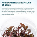 SubstrateSource Live Plant - Alternanthera Reineckii Bronze Tissue Culture Aquatic Live Aquarium Plant - 100% Snail Free in Vitro Cup (AR Bronze)