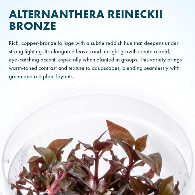 SubstrateSource Live Plant - Alternanthera Reineckii Bronze Tissue Culture Aquatic Live Aquarium Plant - 100% Snail Free in Vitro Cup (AR Bronze)