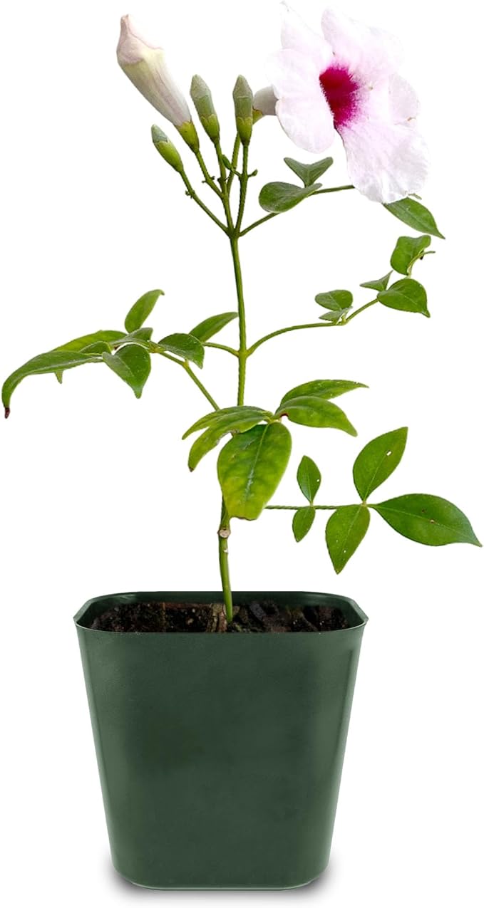 My Shelfie - Pink Bower Flower Vine, Pink Plant Vine for Trellises, Railings, Balconies, and More, 5-6 Inches Tall Live Plants in 2-Inch Pot, Outdoor Plant for USDA Zones 9-11