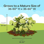 2 Gal. Little Lime Hydrangea Shrub