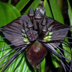 Tacca Chantrieri Black Bat Orchid Plant Live Indoor, Rare Flower Live Plant, 5-9" Tall, Black Plant Live for Planting Houseplant