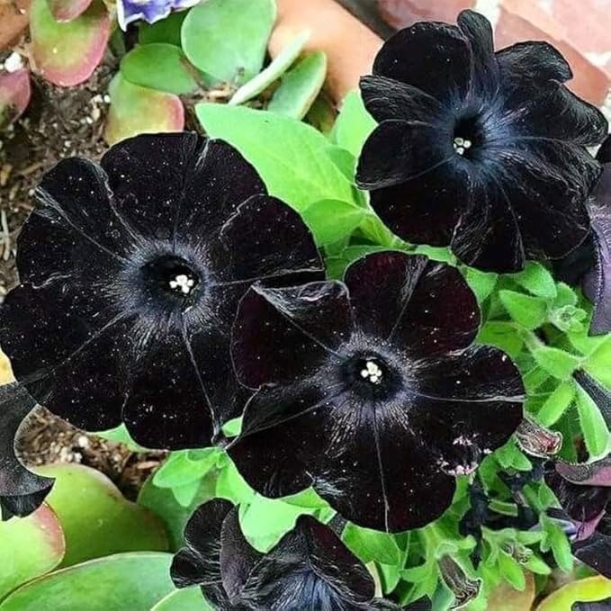 300+ Black Petunia Flower Seeds for Planting - Heirloom Rare Petunia Flower Seeds for Home Garden
