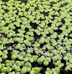 Giant Duckweed, Live Aquarium Floating Plant, Spirodela polyrhiza (100 Plants)