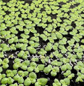 Giant Duckweed, Live Aquarium Floating Plant, Spirodela polyrhiza (50 Plants)