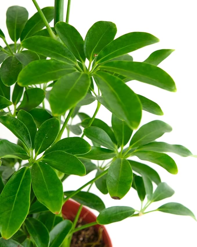 Shop Succulents Heptapleurum Arboricola, Live Indoor Plant, Low Maintenance Dwarf Umbrella Tree, Ideal for Home Decor, Office, and Room Enhancement, 6 Inch Nursery Pot