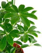 Shop Succulents Heptapleurum Arboricola, Live Indoor Plant, Low Maintenance Dwarf Umbrella Tree, Ideal for Home Decor, Office, and Room Enhancement, 6 Inch Nursery Pot