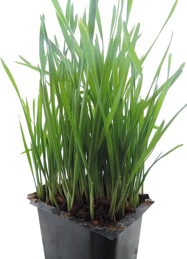 Todd's Seeds Wheatgrass Seeds; Hard Red Winter Wheat, Non-GMO, Chemical Free, High Germination (5 Pounds)