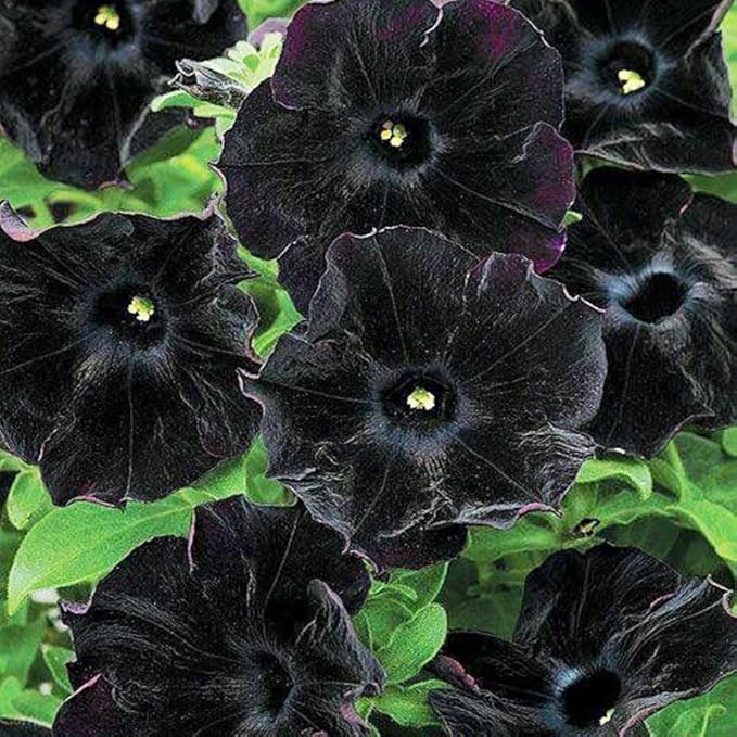 300+ Black Petunia Flower Seeds for Planting - Heirloom Rare Petunia Flower Seeds for Home Garden