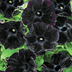 300+ Black Petunia Flower Seeds for Planting - Heirloom Rare Petunia Flower Seeds for Home Garden