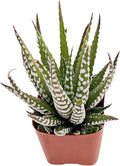 Live Succulent Haworthia 'Big Band', 2 Inch Fully Rooted Potted Plant, Easy Care & Drought Tolerant, Indoor Houseplant for Home Decor