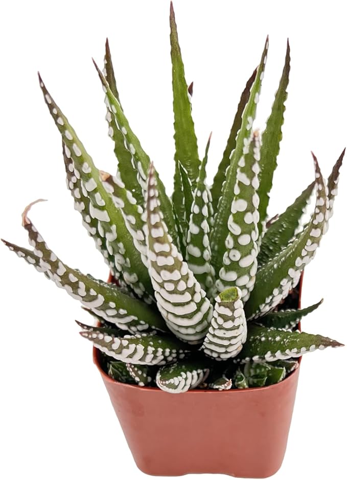 Live Succulent Haworthia 'Big Band', 2 Inch Fully Rooted Potted Plant, Easy Care & Drought Tolerant, Indoor Houseplant for Home Decor