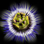 Blue Caerulea Passiflora (Passion Flower) Live Plant | 5-9" Tall | Hardy Zone 6-9 | Fast-Growing Indoor/Outdoor Climbing Vine for Trellis & Patio | Exotic Butterfly Attractor