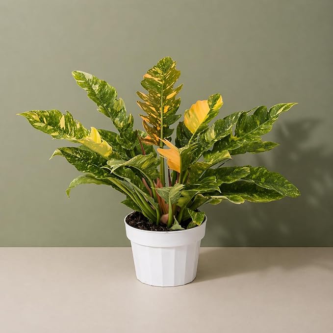 Philodendron Fire Variegated Live Plant, Rare Philodendron Indoor Plant, Tropical House Plant Live, Variegated Indoor Plants Live, Unique Colorful Plant for Home Decor