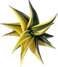 Rare Haworthia Limifolia variegata Succulent Plants – Unique Live Indoor Plants | Low-Maintenance | Great for Collectors, Home, Office, and Gifts