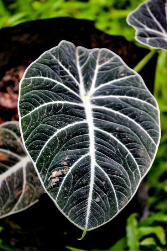 Black Velvet Alocasia Plant Live, Rare Tropical Alocasia Indoor Houseplant 4-7 Inches