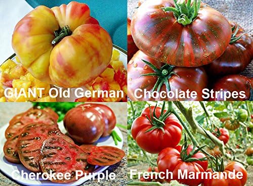 This is A Mix 30 Rainbow Deluxe Tomato Seeds Mix 16 Varieties, Heirloom Non-GMO, Indeterminate, Old German, Chocolate Stripes, Ukrainian Purple, Amish Paste USA Grown Solanum lycoperscium