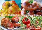 This is A Mix 30 Rainbow Deluxe Tomato Seeds Mix 16 Varieties, Heirloom Non-GMO, Indeterminate, Old German, Chocolate Stripes, Ukrainian Purple, Amish Paste USA Grown Solanum lycoperscium