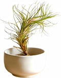 Air Plants Live Tillandsia FUNCKIANA Easy Care Live Air Plants, Natural Succulent Style Houseplants for Indoor & Outdoor Home Garden Décor, Wall & Terrarium Display
