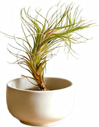 Air Plants Live Tillandsia FUNCKIANA Easy Care Live Air Plants, Natural Succulent Style Houseplants for Indoor & Outdoor Home Garden Décor, Wall & Terrarium Display