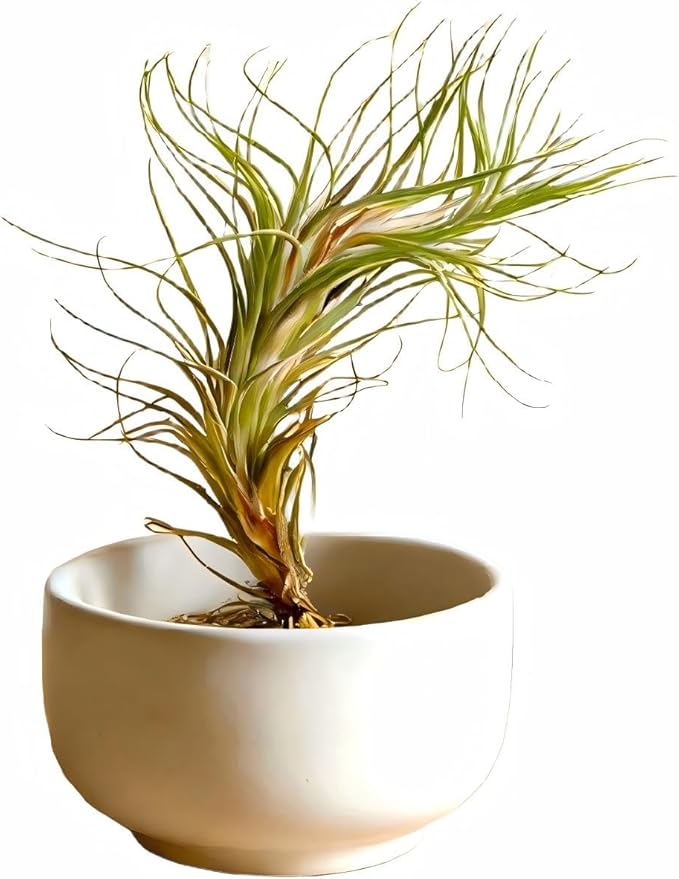 Air Plants Live Tillandsia FUNCKIANA Easy Care Live Air Plants, Natural Succulent Style Houseplants for Indoor & Outdoor Home Garden Décor, Wall & Terrarium Display