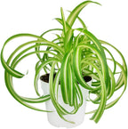 Curly Spider Plant 'Bonnie' (4'' + Grower Pot) - Healthy Houseplant - Easy Care Indoor Houseplant, Fully Rooted in 2/4/4.5/5/6 inch Sizes