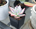 Sprout N Green Echeveria Succulent Collection, 3 Live Succulent Plant Fully Rooted in 2inch Starter Pot, Home Office Indoor Outdoor Wedding Decoration DIY Projects Party Favor