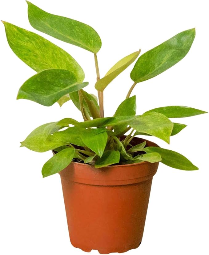 Philodendron Painted Lady Live Plant for Indoor | Different Houseplants in 4'' & 6'' Pot | Real House Plant for Living Room, Office, Desk & Bathroom |