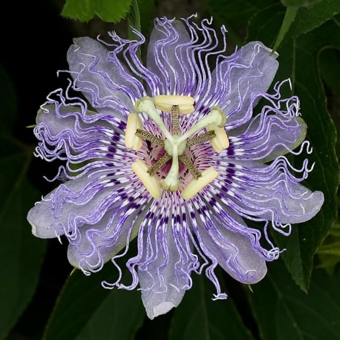 Light Lavender Passion Flower Plant Live, Passiflora Flowering Vine, Trailing Passion Flowers 4 to 8 Inch Tall