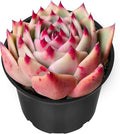 Sprout N Green 2in Echeveria Agavoides 'Blue Dragon', 1 Pack Live Mini Succulent Plant Fully Rooted in Pot, House Plant for Indoor Outdoor Home Office Wedding Decor DIY Projects Party Favor