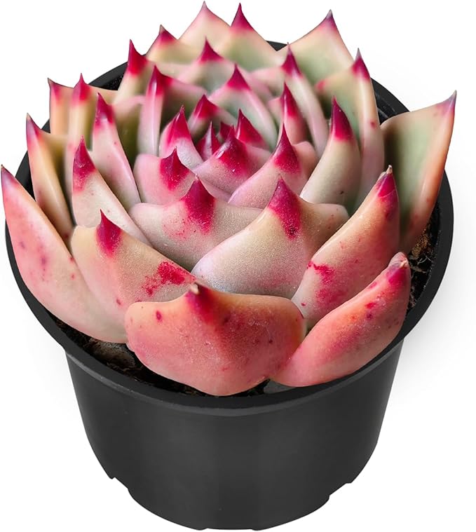 Sprout N Green 2in Echeveria Agavoides 'Blue Dragon', 1 Pack Live Mini Succulent Plant Fully Rooted in Pot, House Plant for Indoor Outdoor Home Office Wedding Decor DIY Projects Party Favor